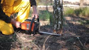 How Our Tree Care Process Works  in  Dakota Ridge, CO