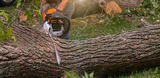 Best Tree Removal Service  in Dakota Ridge, CO