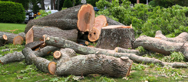 How Our Tree Care Process Works  in  Dakota Ridge, CO