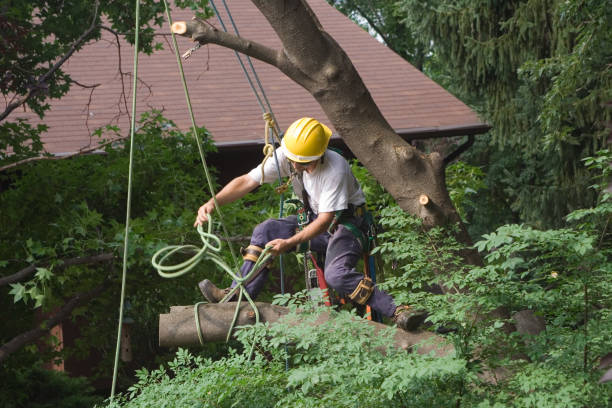 Best Commercial Tree Services  in Dakota Ridge, CO