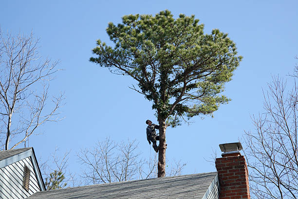 Best Arborist Consultation Services  in Dakota Ridge, CO