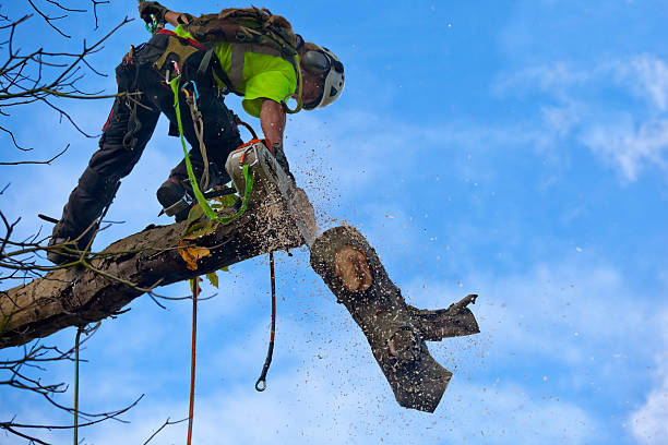 Dakota Ridge, CO Tree Services Company